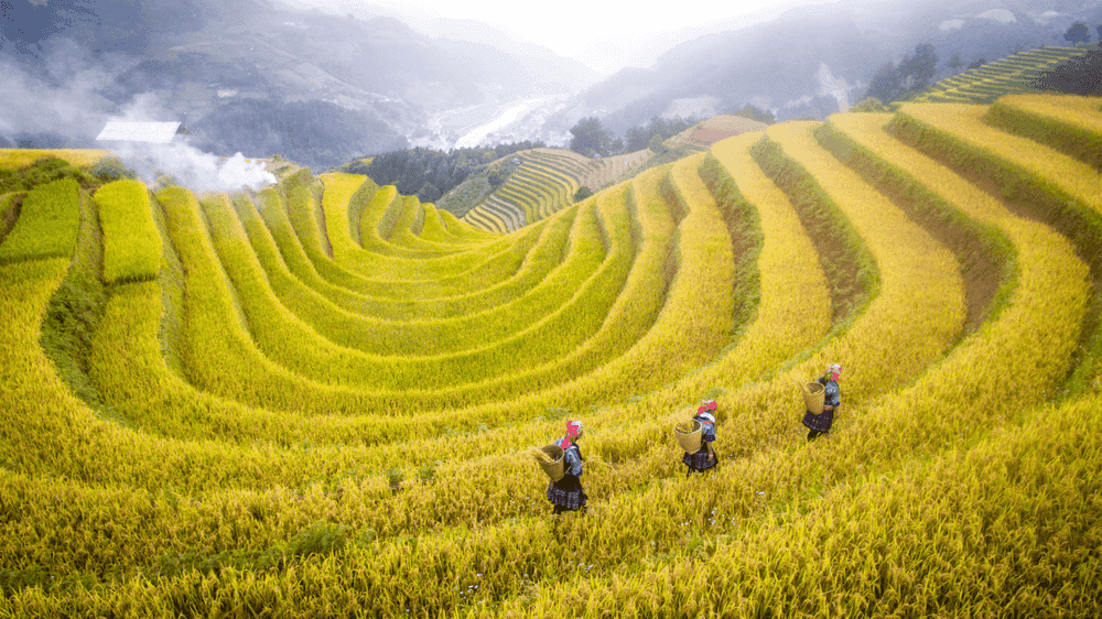 Tour Sapa 3 Ngày 2 Đêm 2026: Fansipan – Bản Cát Cát – Moana Sapa Giá Tốt