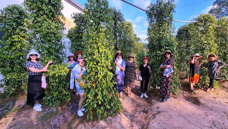 Tour Suối Tiên Phú Quốc 1 Ngày | Khám Phá Thiên Nhiên Hoang Sơ